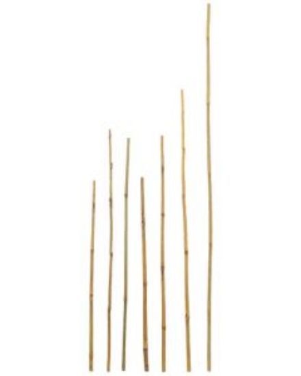 Picture of Bamboo Cane Plant Stakes 12mm x 600mm