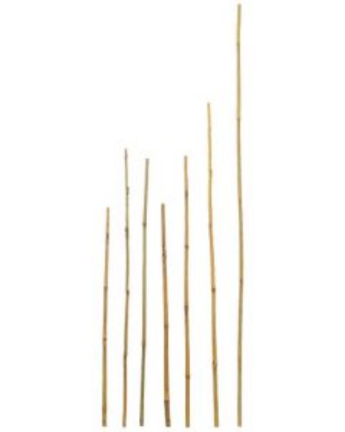 Picture of Bamboo Cane Plant Stakes 12mm x 600mm